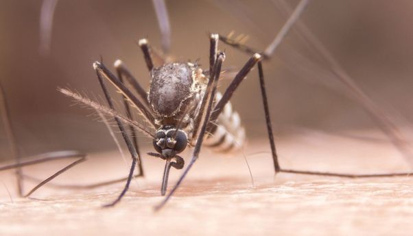 Berita Jogja: Nyamuk Ber-Wolbachia Perlu Dilepaskan Hingga Populasinya 60%, Apa Efeknya?