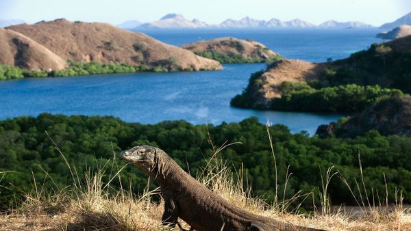 Tak Hanya Komodo, Ada Ratusan Spesies Hewan di Taman Nasional Komodo