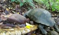 Seekor Kura-kura Langka Jenis Kaki Gajah Dilepas Liar ke Cagar Alam Maninjau