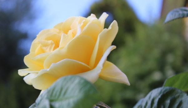 Berkenalan dengan 5 Jenis Bunga Mawar yang Memesonakan Mata dengan Kecantikannya