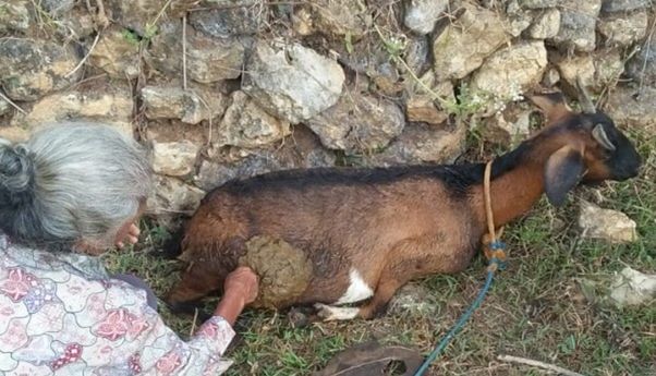 Berita Jateng: Teror Misterius di Wonogiri Menyerang Kambing, Hati dan Jantung Lenyap