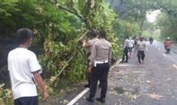 Puluhan Pohon Tumbang Akibat Angin Kencang di Bantul dan Kulon Progo