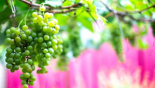 DPR Minta Pemerintah Pastikan Keamanan Anggur Muscat dari Residu Kimia Berbahaya