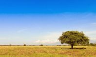 Keindahan Taman Nasional Baluran seperti di Afrika, Berikut Rute Termudahnya