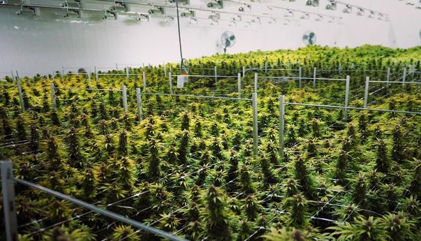 Negara-Negara yang Menyambut Positif Pencabutan Ganja dari Daftar Narkotika Berbahaya