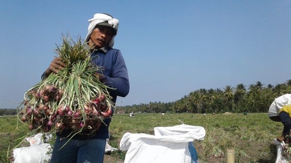 Terbaik! Para Petani di Desa Srikayangan Kulon Progo Panen Raya Bawang Merah