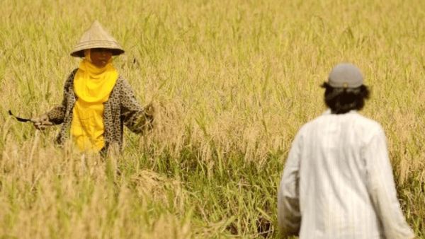 Berita Jateng: Dinas Pertanian dan Perkebunan Jateng Sebut Tiga Kunci Keberhasilan Surplus Beras di Jawa Tengah