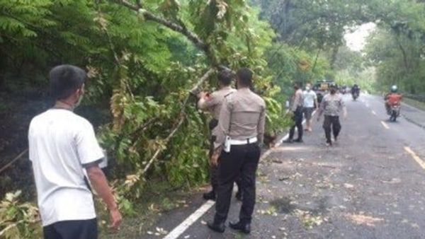 Puluhan Pohon Tumbang Akibat Angin Kencang di Bantul dan Kulon Progo