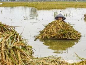 Ribuan Hektare Lahan Pertanian Terancam Gagal Panen Akibat Banjir di Jawa Tengah