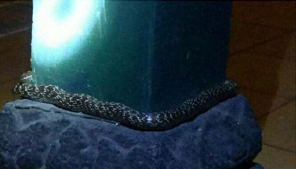 Ular Lilit Pilar Keraton Yogyakarta, Ahli Spiritual: Tanda Kekuasaan Keraton Bakal Melemah