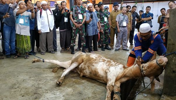 Berita Jogja: Jelang Iduladha, Begini Imbauan Penyembelihan Hewan Kurban dari Pemda DIY