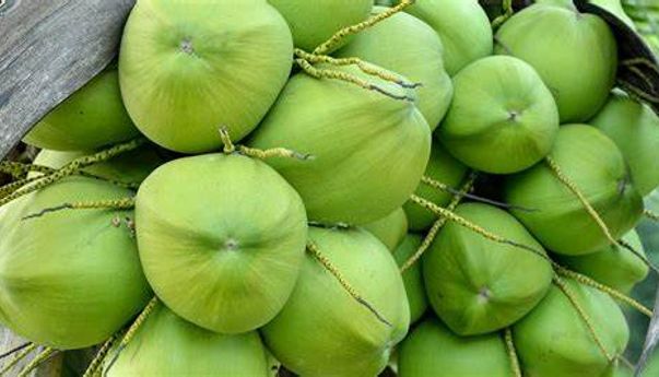Ramai Minum Air Kelapa Sebelum dan Sesudah Vaksin, Disebut-sebut untuk Menetralisir, Benarkah?