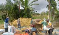 Banjir Sungai Batanghari, 559,5 Hektare Lahan di Tanjabtim Jambi Gagal Panen
