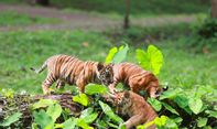 Inilah Cara Membeli Tiket Masuk Ragunan pada Masa Pandemi