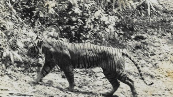 Berita Jateng: Salah Satu Hutan Angker Diyakini Jadi Persembunyian Harimau Jawa