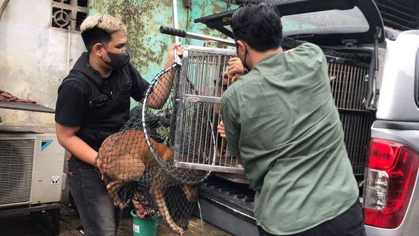Pemprov DKI Selamatkan Puluhan Anjing dari Tempat Jagal, Pecinta Hewan Dipersilakan Adopsi