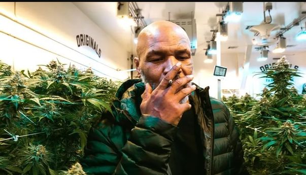Beda dengan Anji yang Ditangkap, Mike Tyson Jadi Tajir Melintir karena 'Kerajaan Ganja'