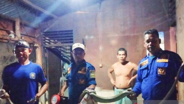 BPBD Aceh Besar Gercep Evakuasi Ular Kobra 3,5 Meter yang Masuk ke Rumah Warga di Lhoong