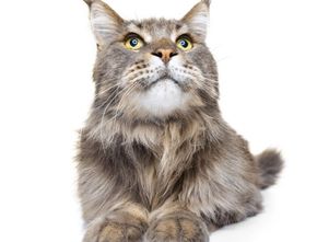 Biar Nggak Rontok dan Jamuran, Ketahui 7 Tips Merawat Kucing Berbulu Panjang