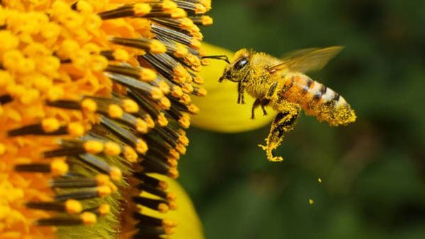 Proyek NATO, Lebah Penjaga Bakal Bisa Mencium Bahan Peledak dan Narkoba