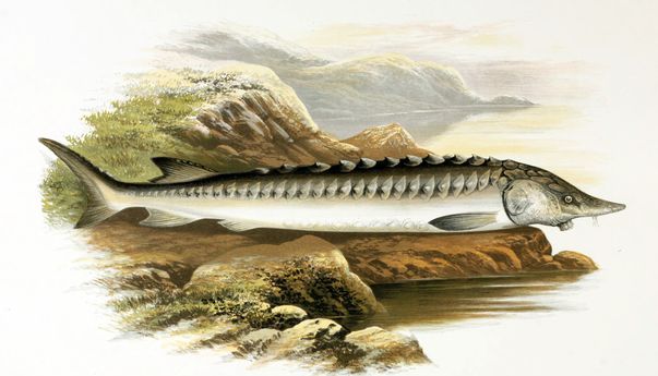 Ini Ikan Air Tawar yang Statusnya Mulai Terancam Punah
