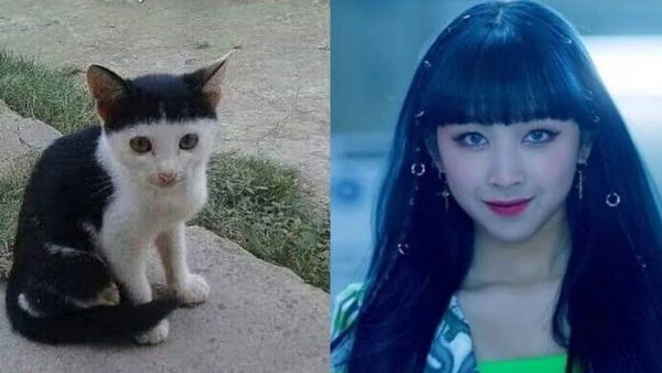 Kumpulan Foto Artis Korea yang Mirip Dengan Wajah Kucing Ini Dijamin Bikin Ngakak