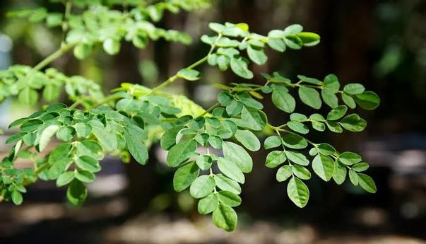 Manfaat Daun Kelor dan Mitos Mistisnya