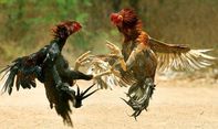 Polisi Gerebek Judi Sabung Ayam Beromset Miliaran Rupiah di Toraja Utara, 35 Orang Diamankan