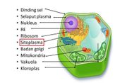 Yuk Belajar Biologi! Begini Struktur Sel Tumbuhan dan Fungsinya