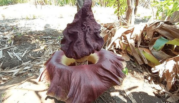 Terbaru: Bunga Bangkai Ditemukan di Jepara, Kini jadi Tontonan Warga