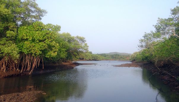 Pusaran KP Desak Pemerintah Dorong Program Perikanan Berbasis Konservasi Mangrove