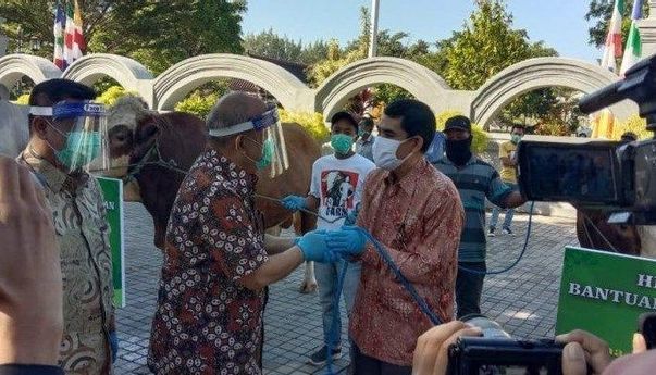 Berita Terbaru di Jogja: Sapi Kurban Joko Widodo Diserahkan ke Kabupaten Kulon Progo