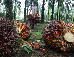 Menilik Perkembangan Ekspor Perkebunan Sawit Kalimantan Timur