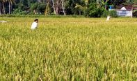 Pemkab Sleman Imbau Petani Segera Tanam Padi