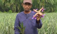 Tim Peneliti Malaysia Sukses Ubah Serat Nanas Jadi Kerangka Drone